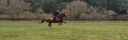 Irish Thoroughbred horses for sale: Fly 16.3hh Allrounder Gelding  in Shrewsbury - Advert 3