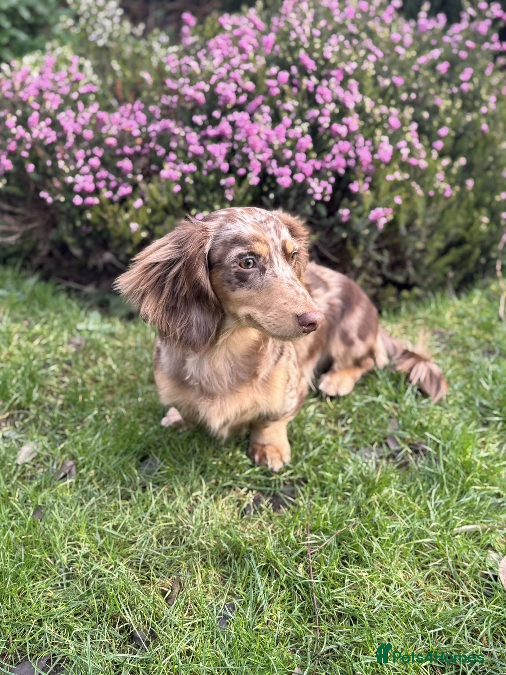 Miniature Dachshund dogs Chocolate and tan dapple miniature long hair dach in Derby - Advert 16