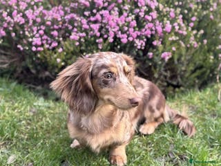 Miniature Dachshund dogs Chocolate and tan dapple miniature long hair dach in Derby - Advert 23