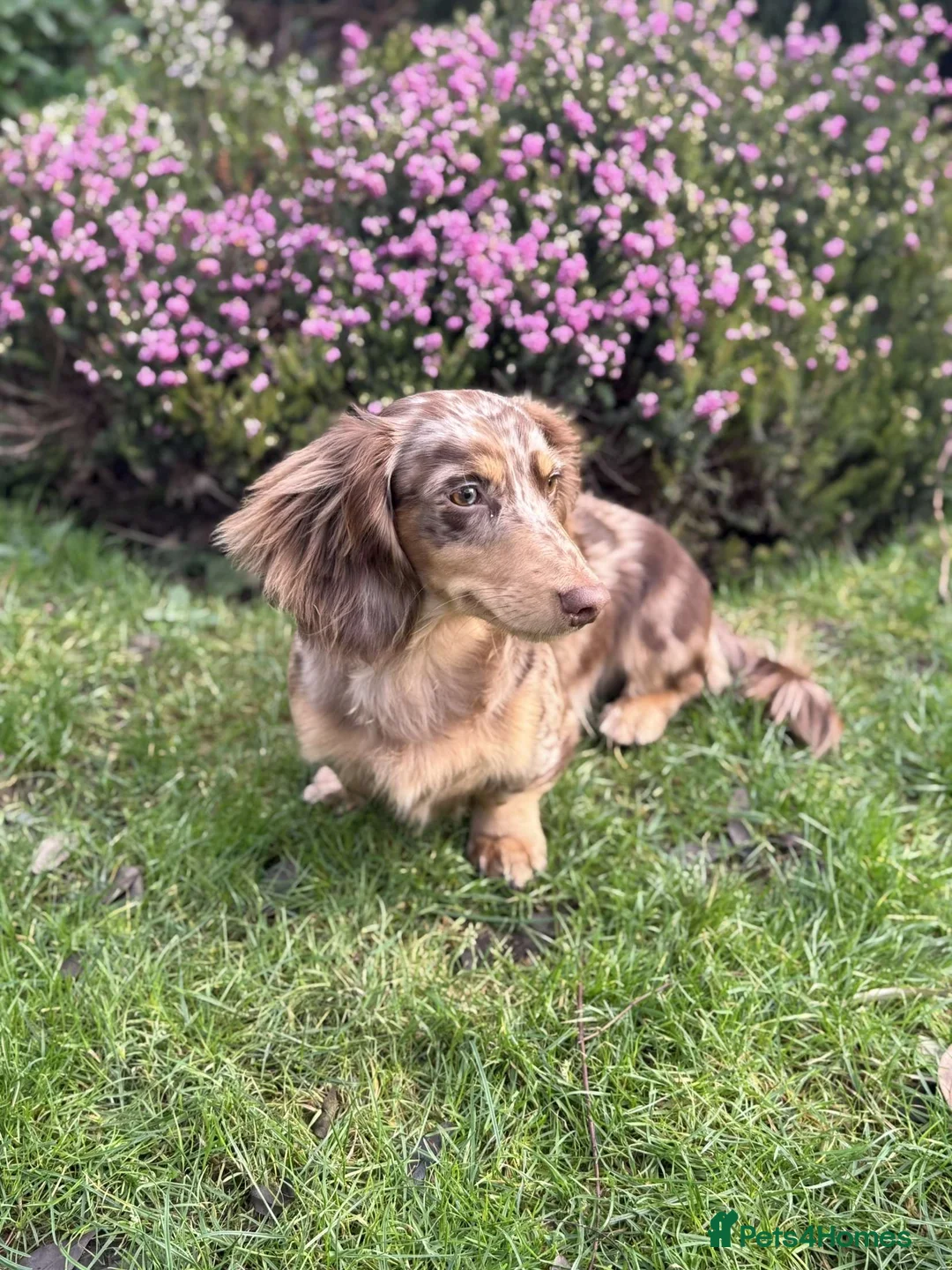 Miniature Dachshund dogs for stud: Chocolate and tan dapple miniature long hair dach in Derby - Advert 1