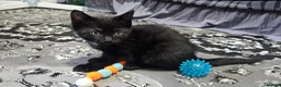 Mixed Breed cats for sale: A beautiful litter of 4 kittens - Advert 19