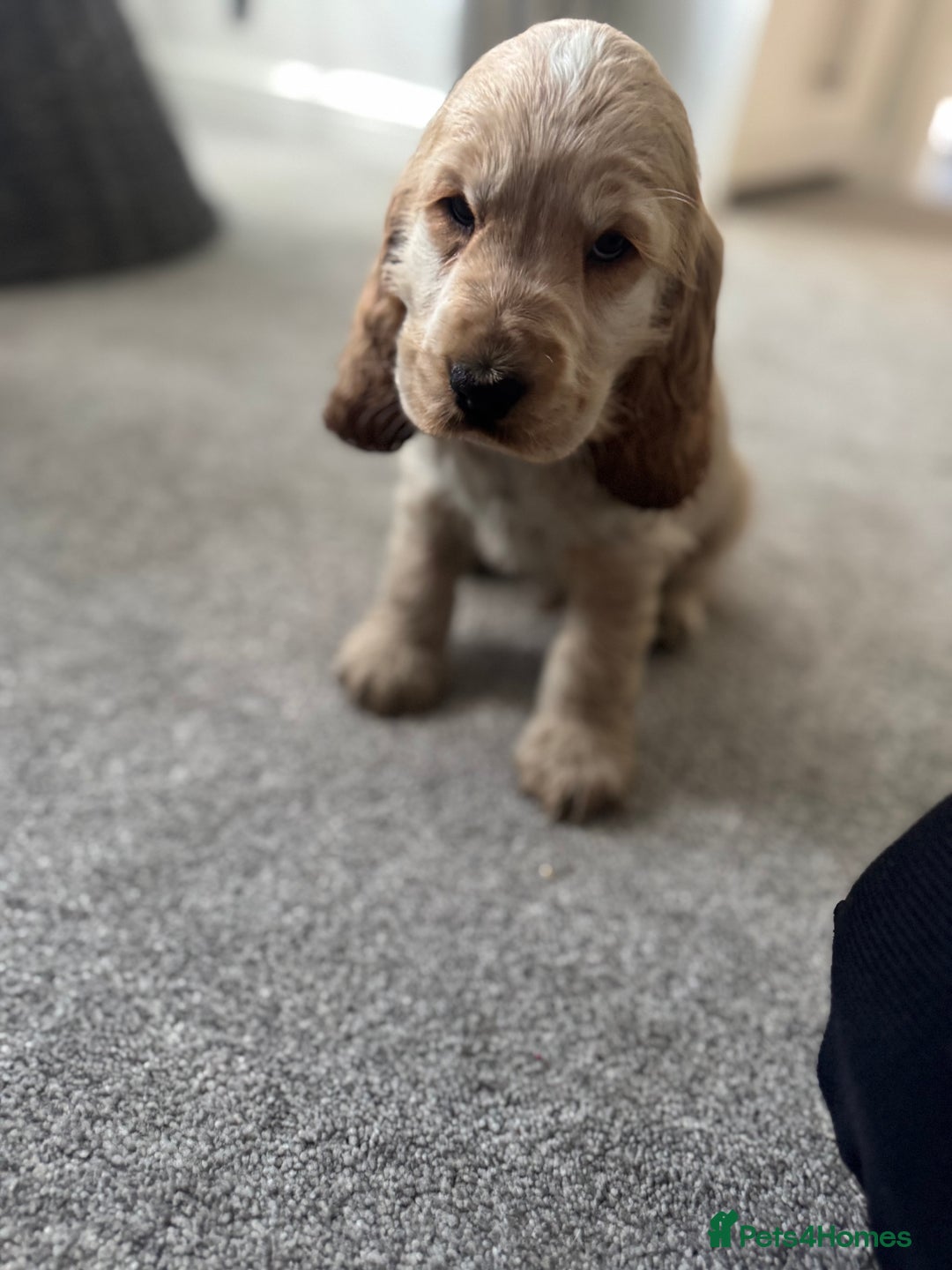 Cocker Spaniel dogs for sale: Last stunning KC show cocker - Advert 1