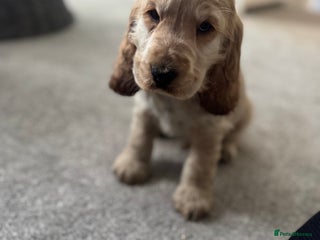 Cocker Spaniel dogs Simbawood lines KC show cockers - Advert 12