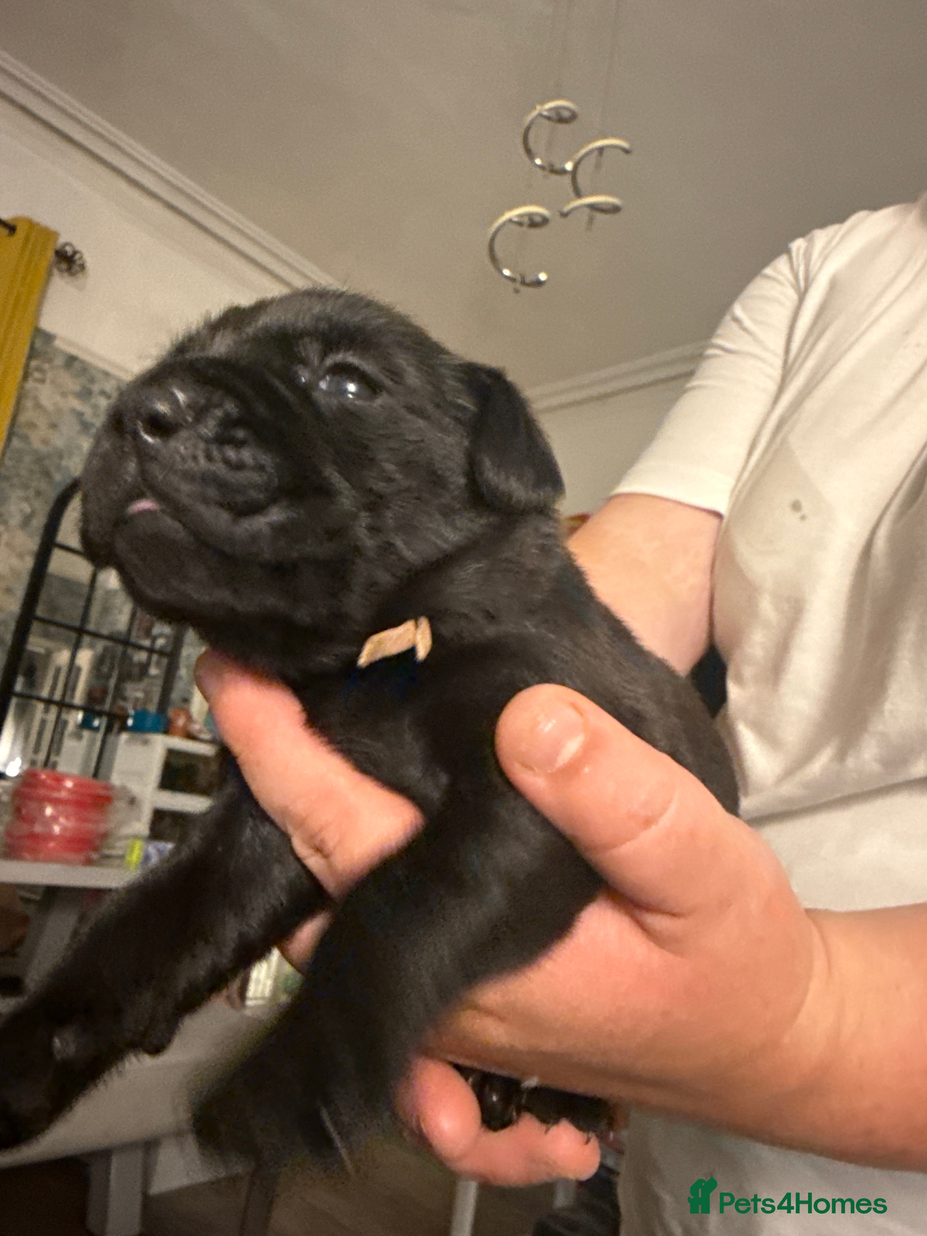 Labrador Retriever dogs Labrador cross Boxerdore puppies  - Advert 2