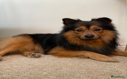 German Spitz dogs for stud: Free stud on conditions mentioned in description:) - Advert 1