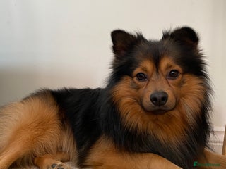 German Spitz dogs Free stud on conditions mentioned in description:) - Advert 1