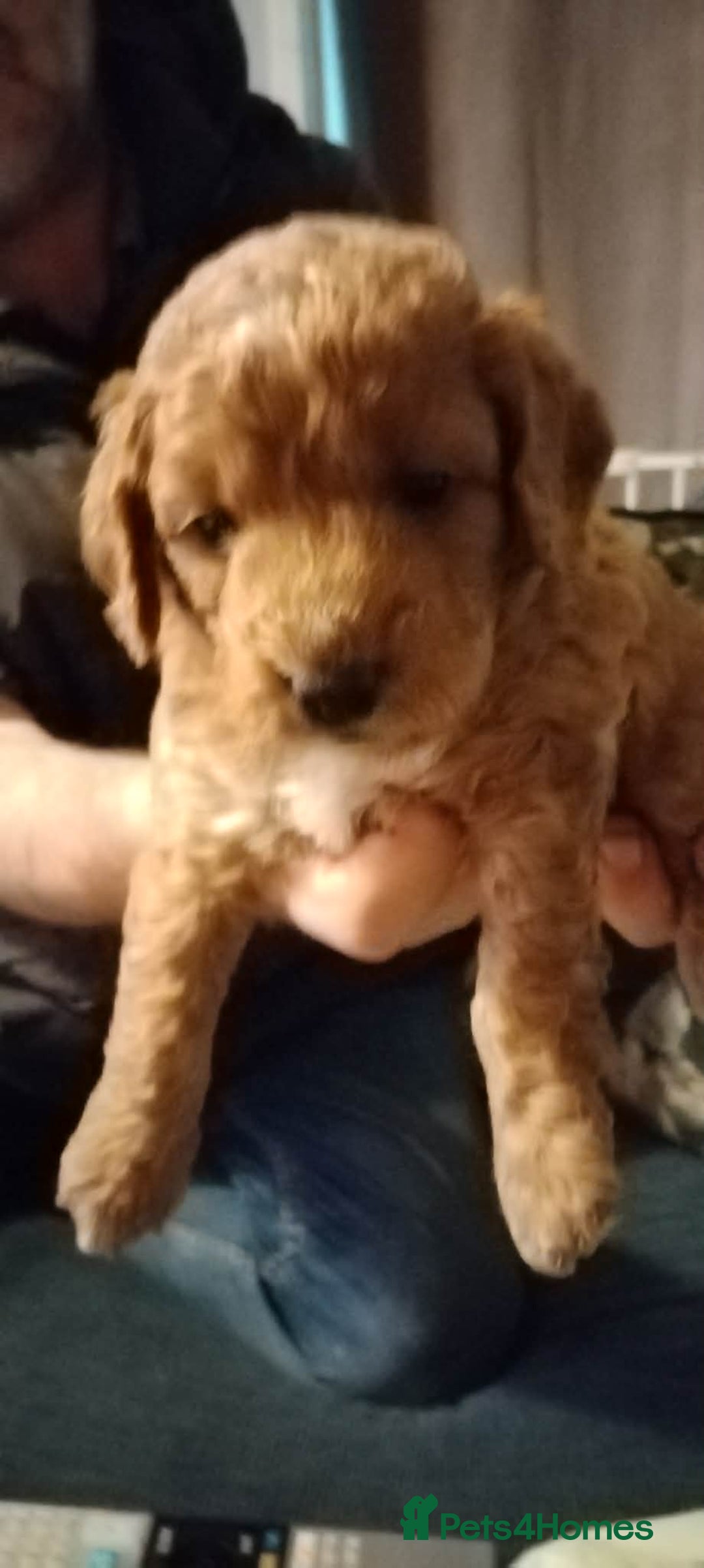 Mixed Breed dogs for sale: Adorable Maltipoo/Cockapoo Puppies - Advert 6