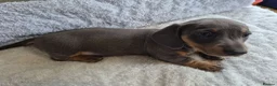 Miniature Dachshund dogs for sale: Miniature Dachshund puppies  in Barnsley - Advert 17