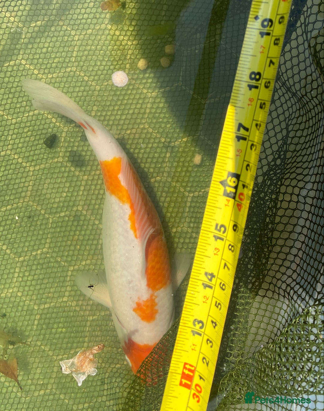 Koi Carp fish for sale: Koi Orange & white - Image 4
