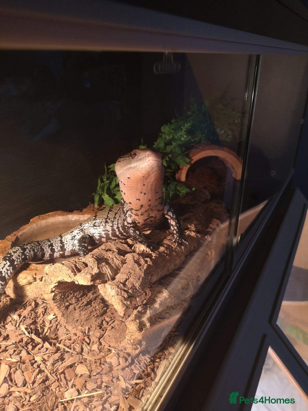 Skink reptiles for sale: Blue tongue skink - Advert 1