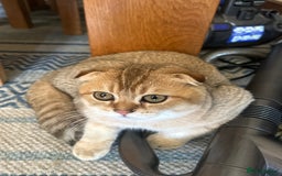 Scottish Fold cats for sale: Gold Chinchilla Scottish fold baby’s  - Image 25
