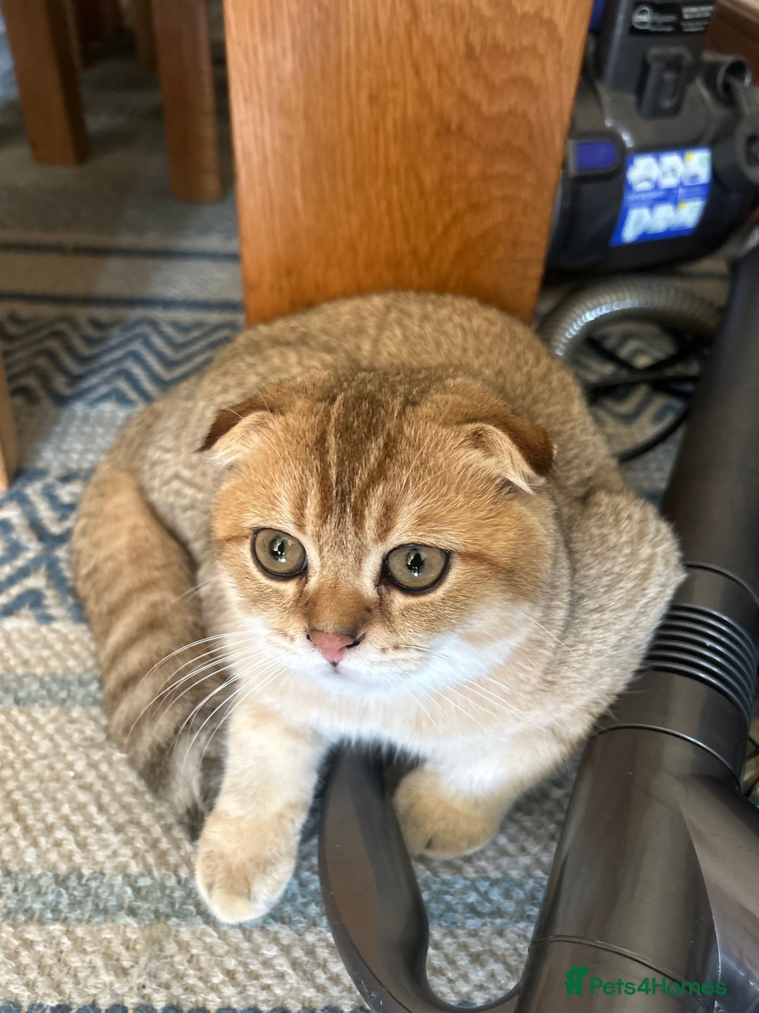 Scottish Fold cats for sale: Gold Chinchilla Scottish fold baby’s  - Image 25