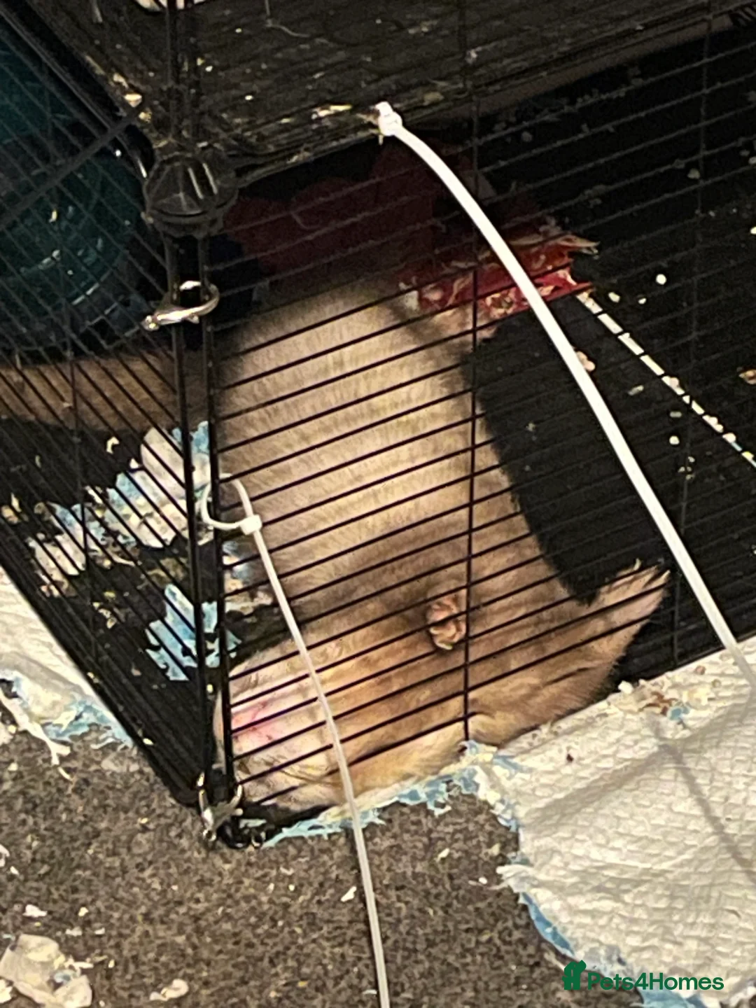 Ferret rodents for sale: Two gorgeous male ferret brothers for sale - Advert 11