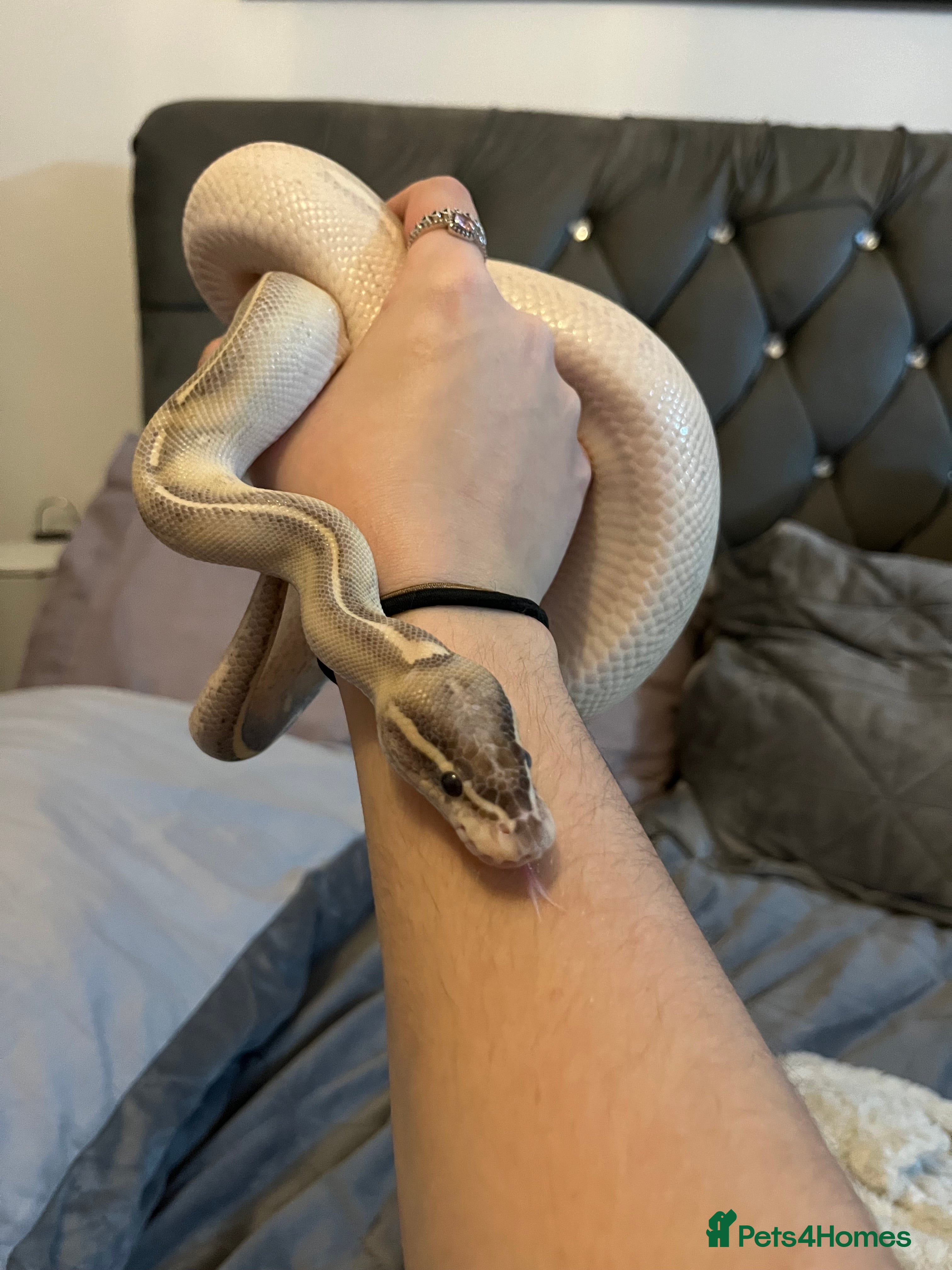 Python Snake reptiles 2x Male Ball Pythons  - Advert 3