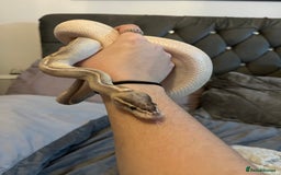 Python Snake reptiles for sale: 2x Male Ball Pythons  - Image 1