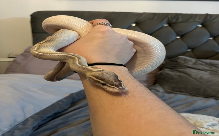 Python Snake reptiles - Advert 11