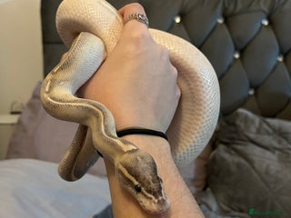 Python Snake reptiles - Advert 5