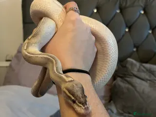 Python Snake reptiles 2x Male Ball Pythons - Advert 8