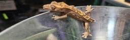 Gecko reptiles for sale: Crested gecko babies for sale  - Advert 2