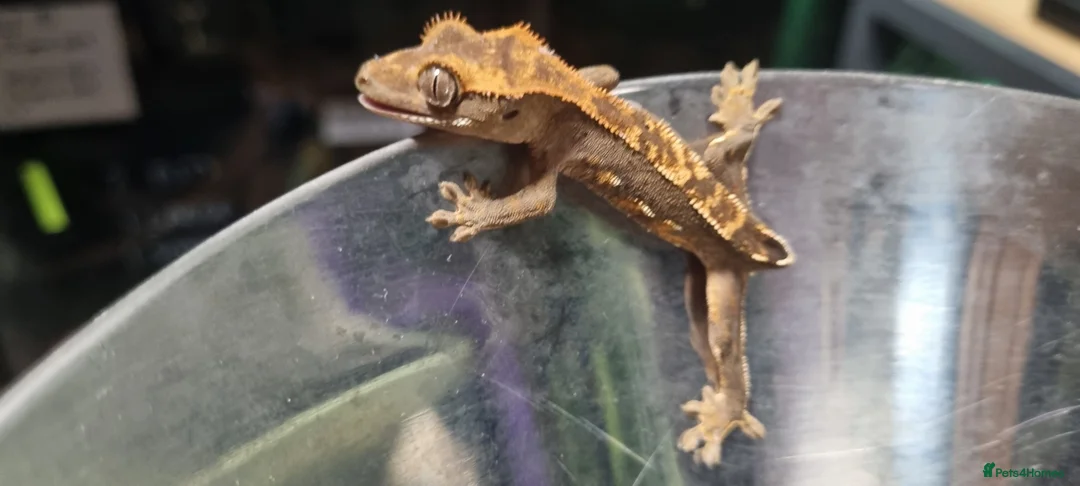 Gecko reptiles for sale: Crested gecko babies for sale  - Advert 2