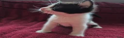 Mixed Breed cats for sale: Amazing family kittens - Advert 18