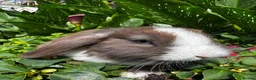 Mixed Breed rabbits for sale: READY NOW 4 girls holland mix  - Advert 2