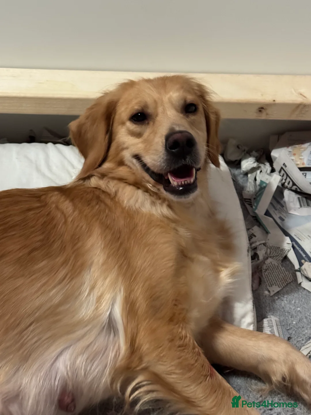 Goldendoodle dogs for sale: 2 girls left. F1 mini Goldendoodles - Advert 33