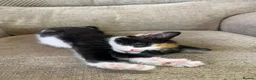 Mixed Breed cats for sale: 5 Gorgeous Kittens in Halifax - Advert 8
