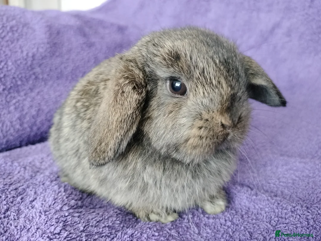 Mini Lop rabbits for sale: Baby mini lop for sale  - Advert 1