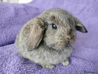 Mini Lop rabbits Baby mini lop for sale - Advert 13