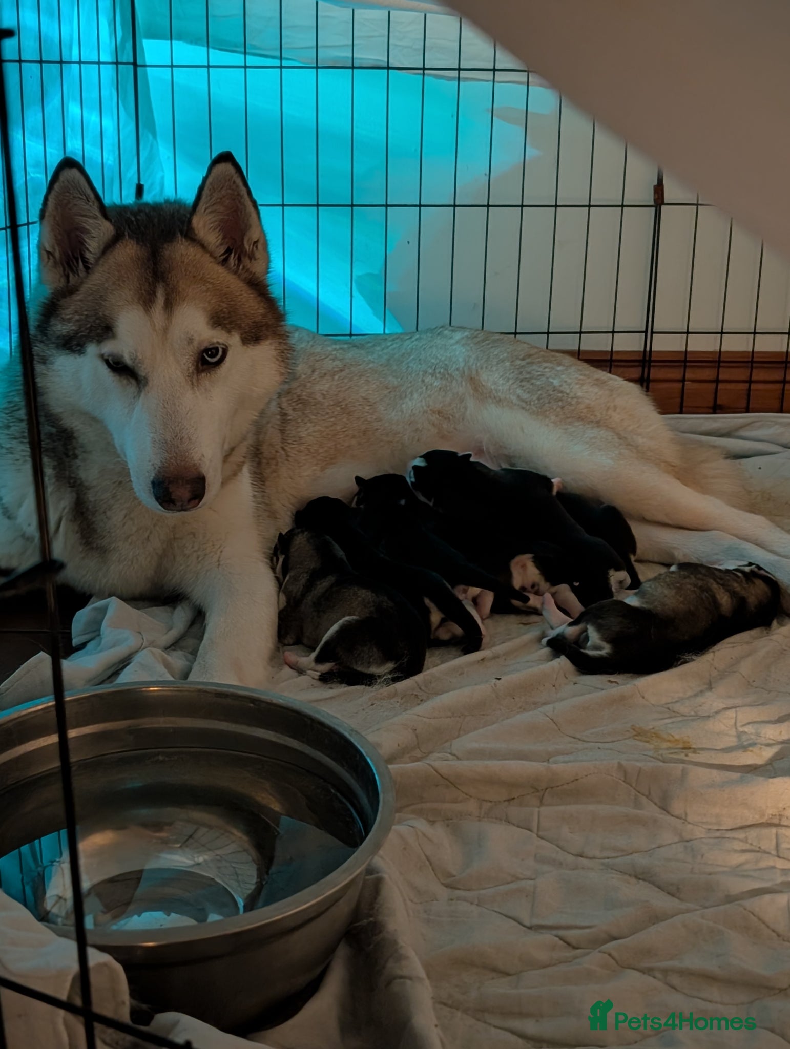 Siberian Husky dogs Beautiful Siberian Huskies for sell - Advert 5