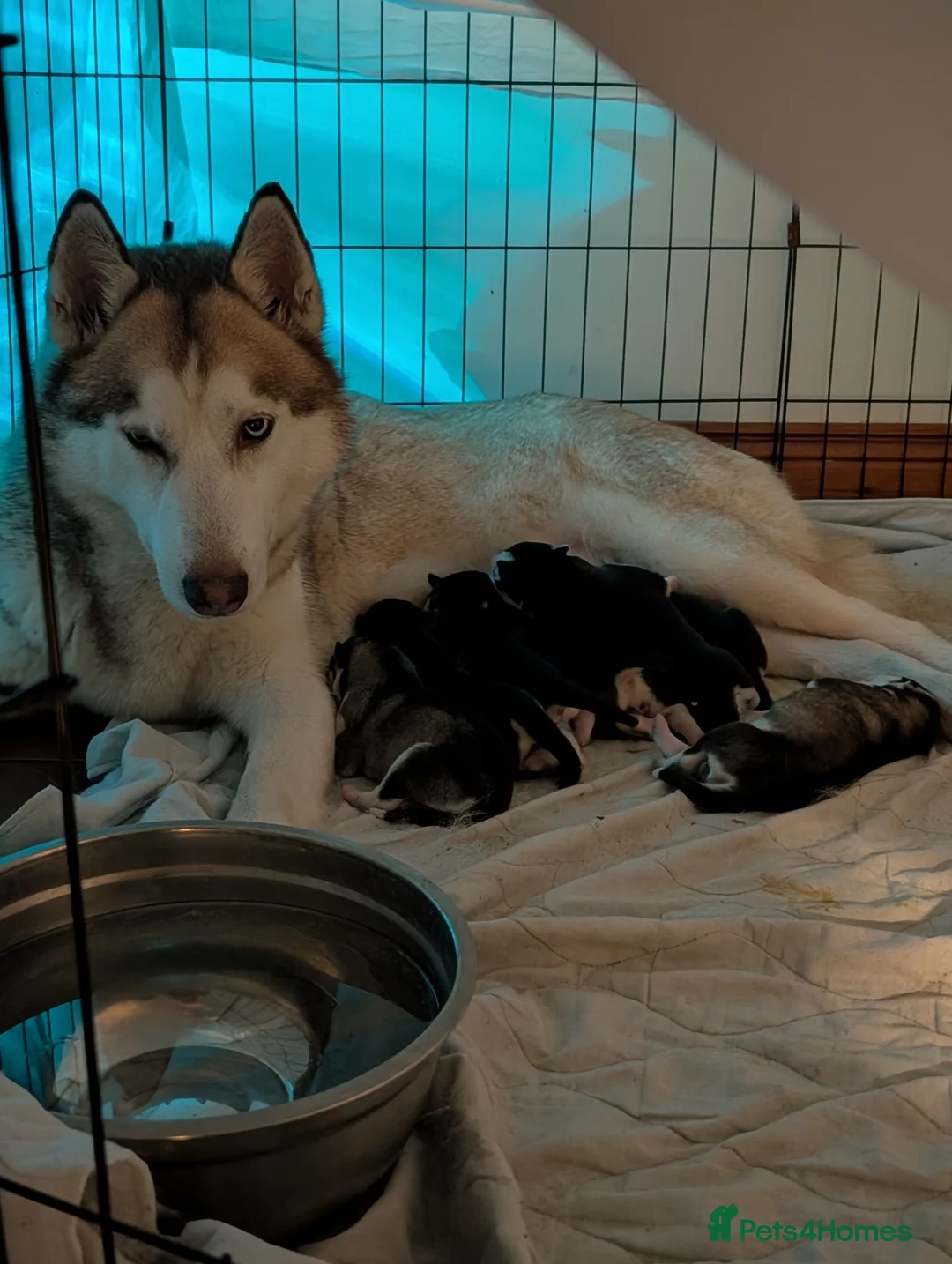 Siberian Husky dogs for sale: Beautiful Siberian Huskies for sell - Advert 1