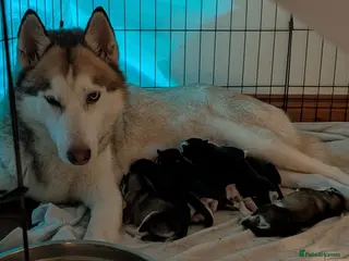 Siberian Husky dogs Beautiful Siberian Huskies for sell - Advert 5