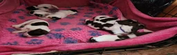 English Springer Spaniel dogs for sale: Springer spaniel pups - Advert 5