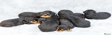 Airedale Terrier 4