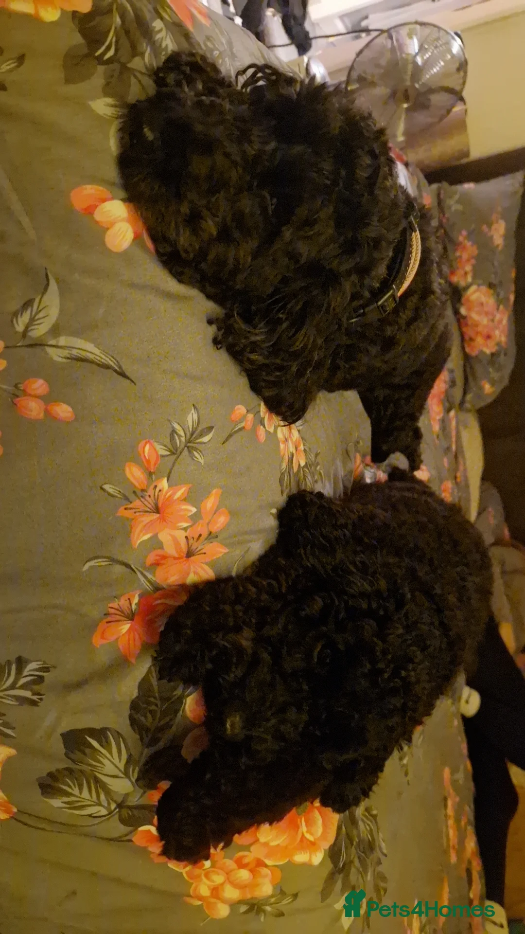 Cockapoo dogs for sale: Toy cockerpoos  - Advert 5