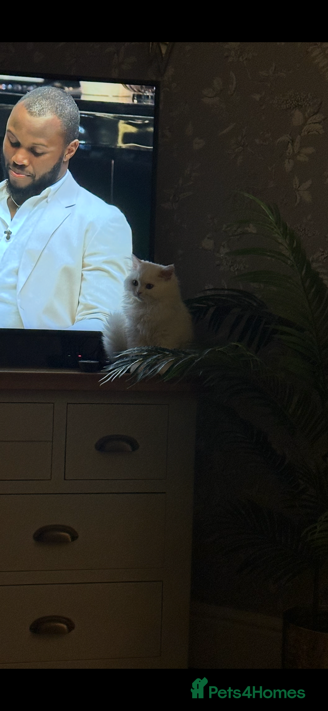 British Longhair cats for sale: Male British longhair - Image 2
