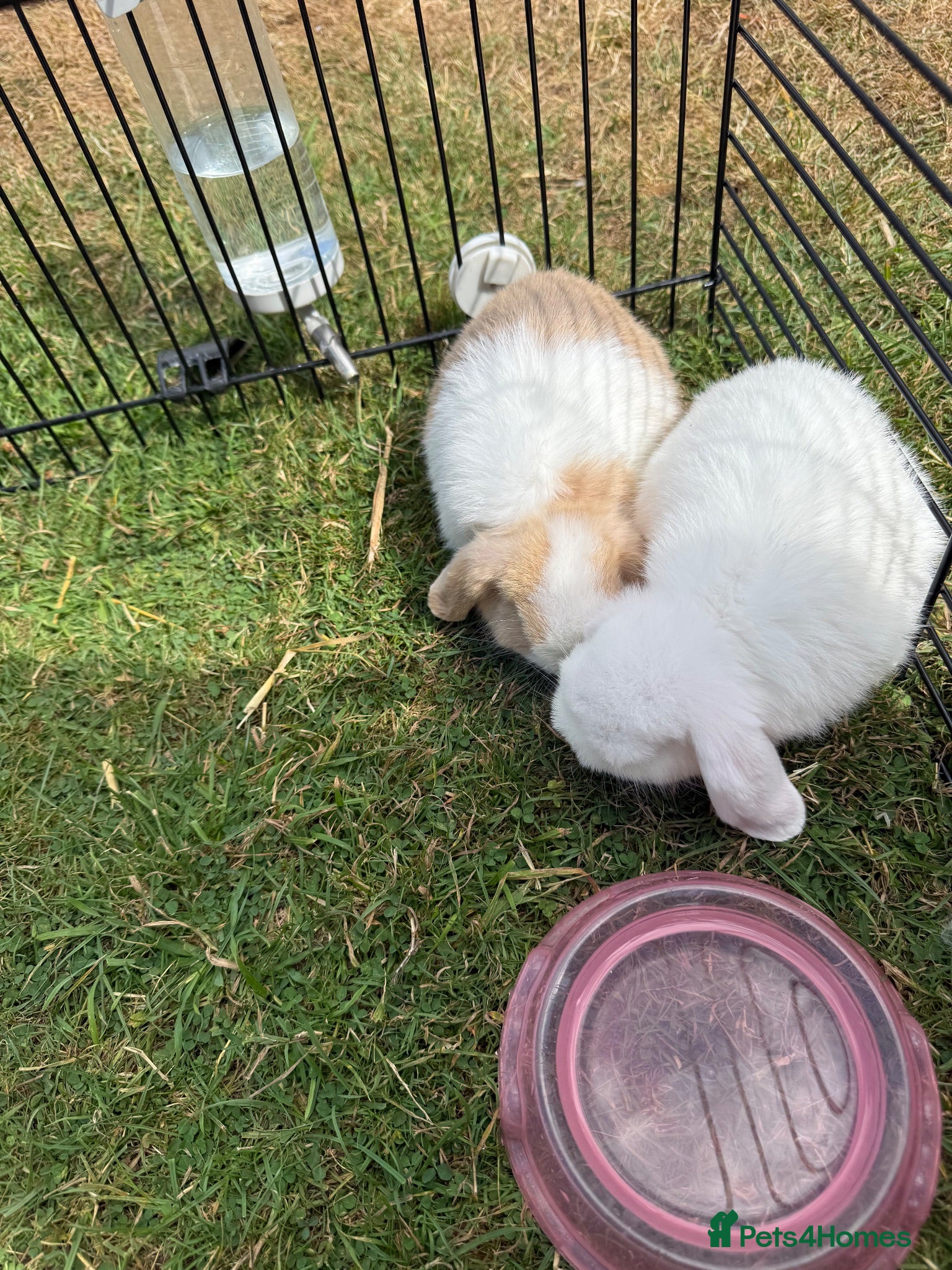 Mini Lop rabbits 4 mini lops - mixed sex - Advert 1