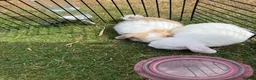 Mini Lop rabbits for sale: 4 mini lops - mixed sex in Sittingbourne - Advert 1