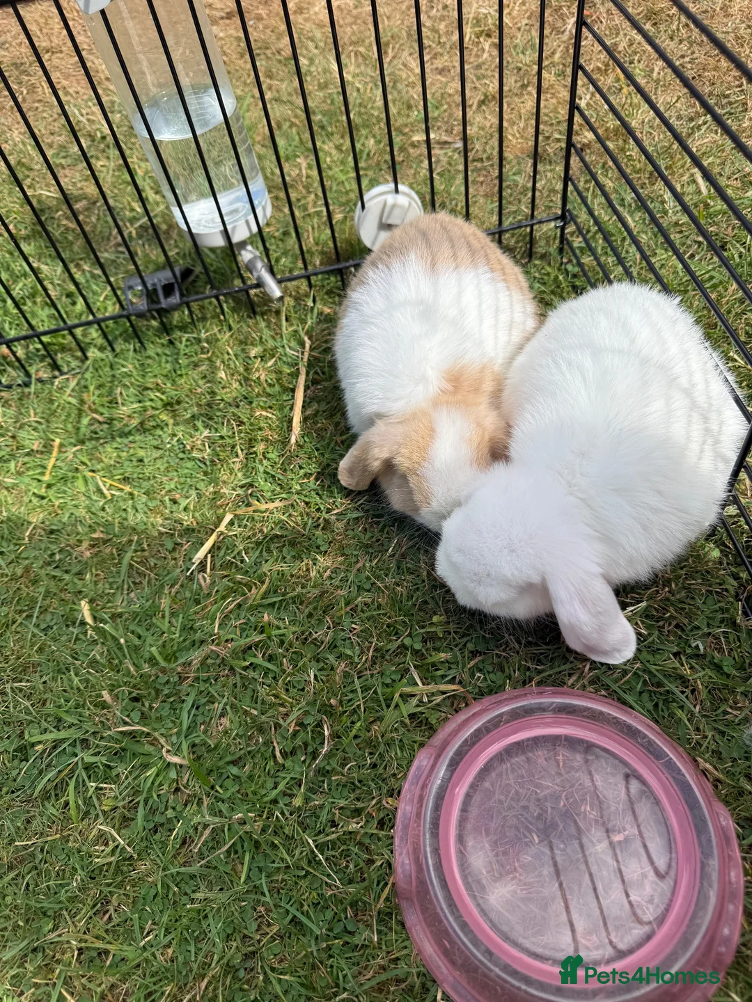 Mini Lop rabbits for sale: 4 mini lops - mixed sex in Sittingbourne - Advert 1
