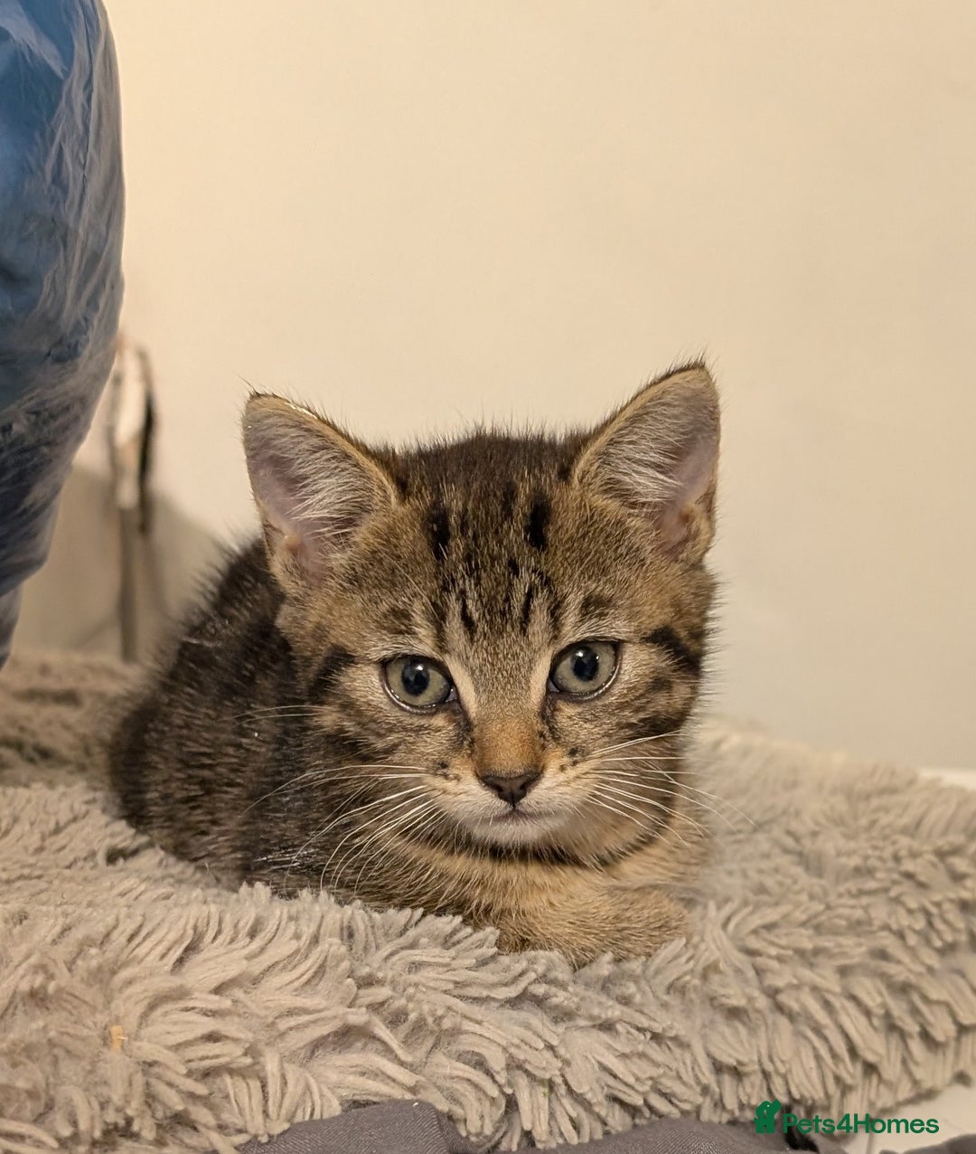 Mixed Breed cats for sale: Kitten  - Advert 6