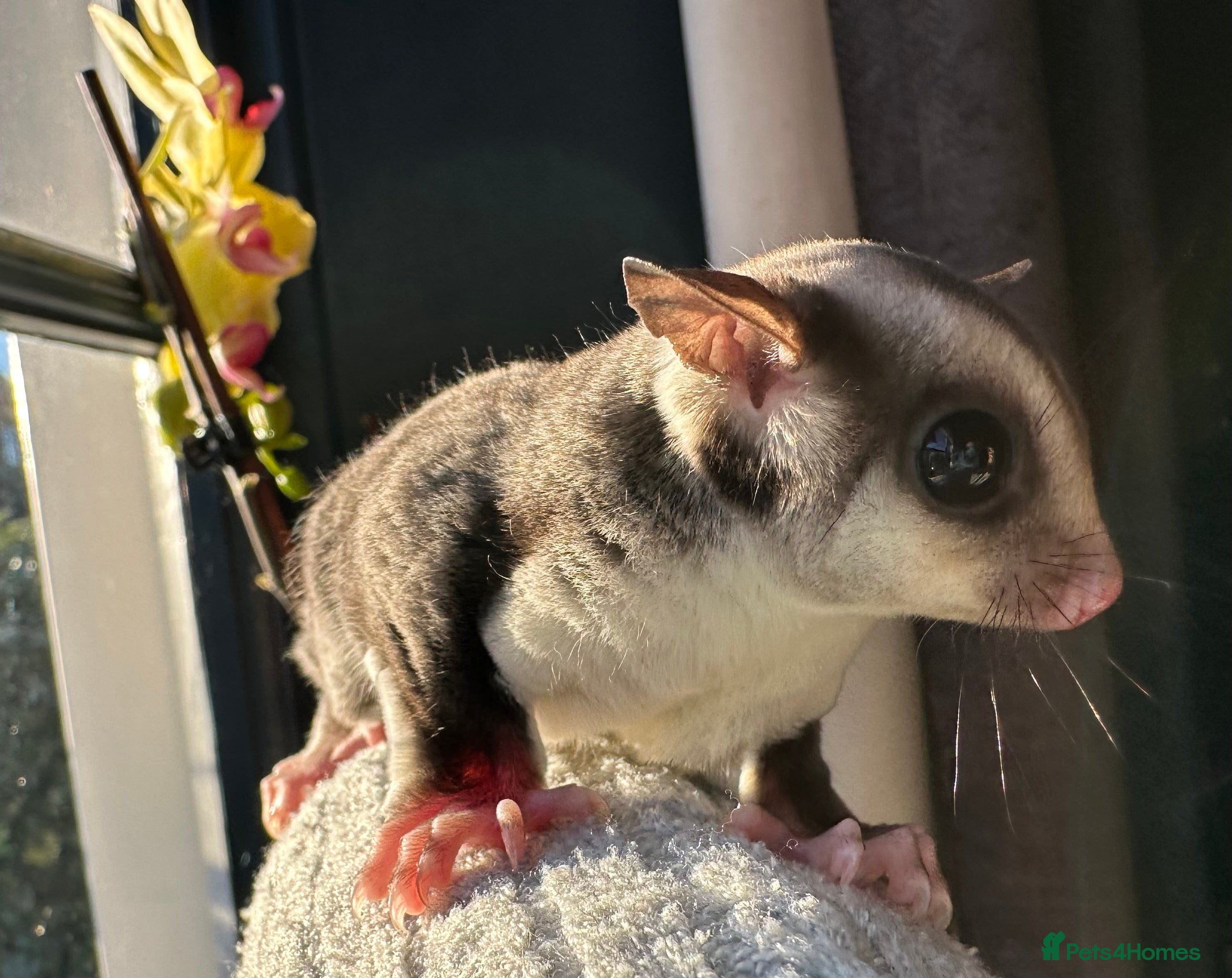 Sugar Glider rodents Stunning platinum sugar gliders - Advert 11