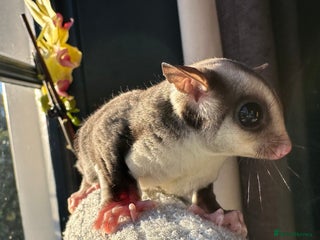 Sugar Glider rodents Stunning platinum sugar gliders - Advert 11