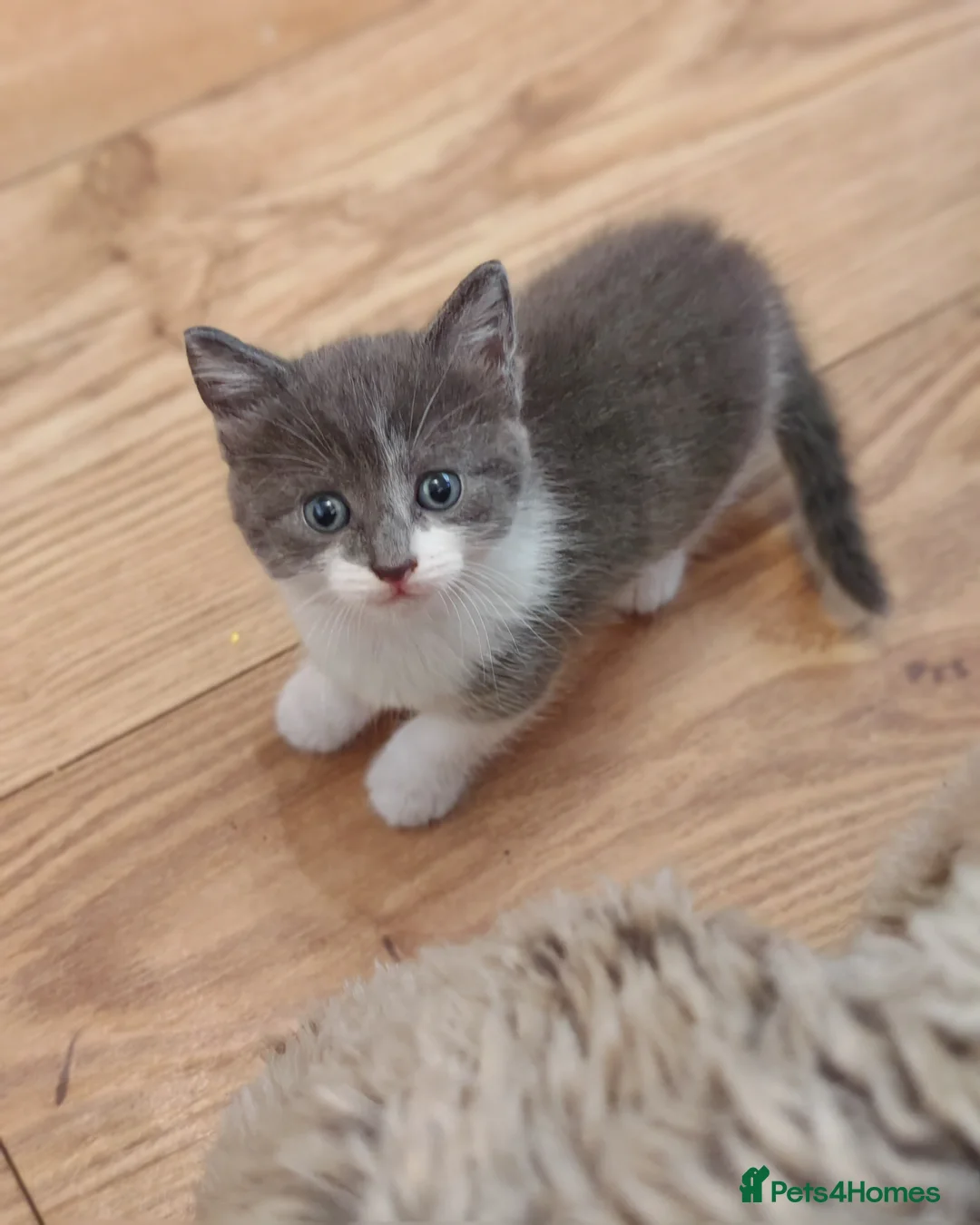 Mixed Breed cats for sale: Beautiful kittens for sale in Buckley - Advert 14