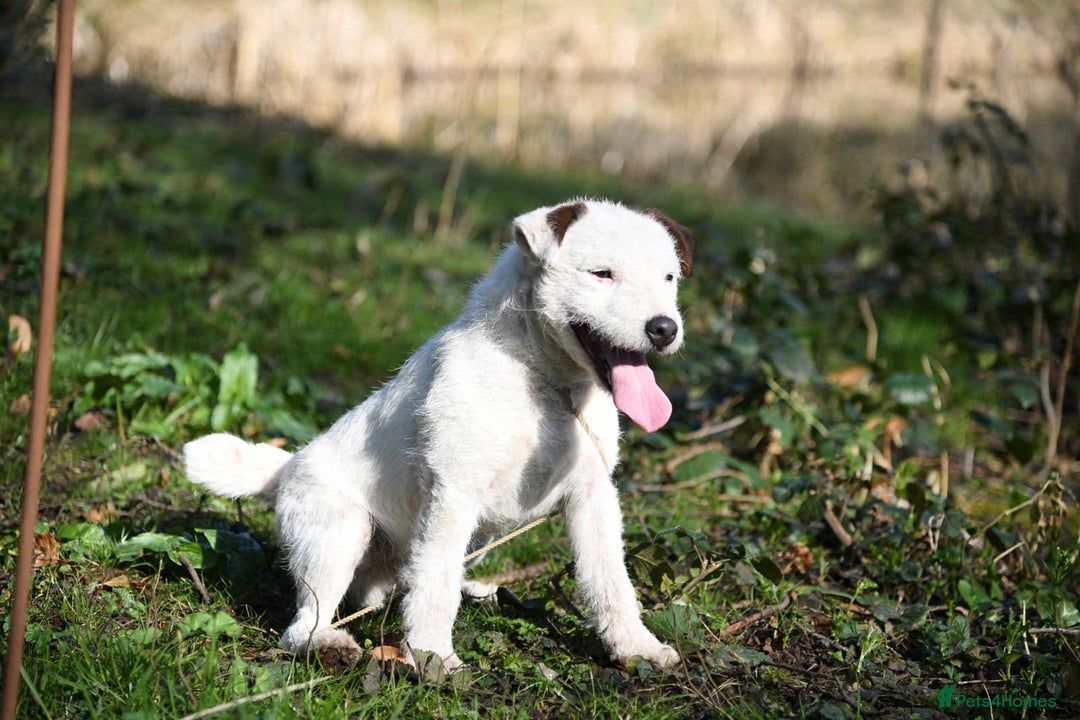 Jack Russell dogs for sale: Tremendous JRT boys  - Image 14