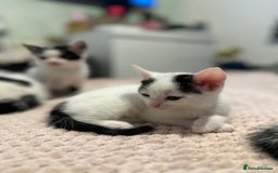 Domestic Shorthair cats for sale: Adorable Black & White Domestic Shorthair Kittens - Image 4