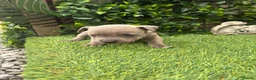 Staffordshire Bull Terrier dogs for sale: LAST ONE ** BLUE STAFFORDSHIRE BULL TERRIERS  - Advert 12