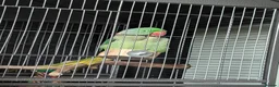 Parrots birds for sale: Alexandrine parrot  - Advert 1