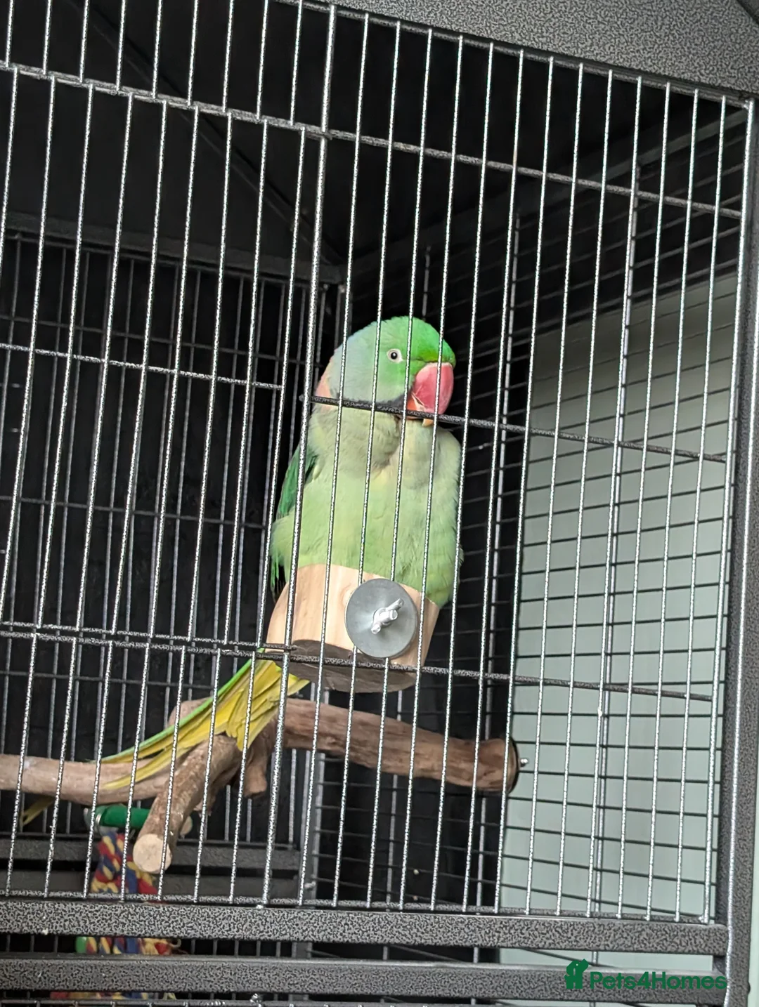 Parrots birds for sale: Alexandrine parrot  - Advert 1