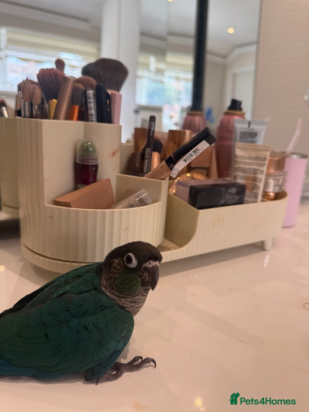 Conures birds for sale: 4 weeks old Hand tamed Conure- Male- New- Baby - Advert 2